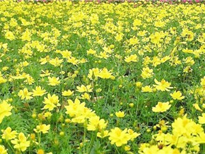 Nghiên cứu tiềm năng hỗ trợ điều trị bệnh gout của cây sao nhái hoa vàng